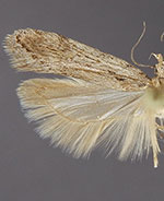 Filatima collinearis