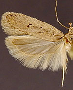 Filatima tridentata