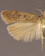 Aroga eriogonella