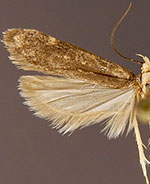 Aroga leucanieella