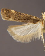 Aroga leucanieella