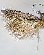 Aroga trilineella