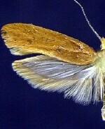 Ypsolopha rubrella