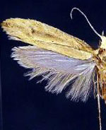 Ypsolopha unicipunctella