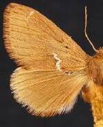 Euclea dolliana
