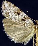 Scoparia normalis