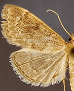 Anania fuscalis