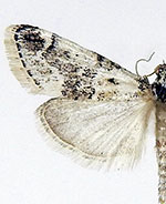 Tallula baboquivarialis