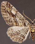 Stenoporpia badia
