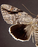 Catocala maestosa