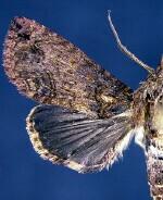 Paectes sp.