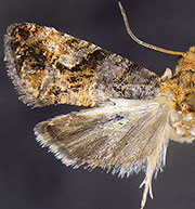 Paralobesia monotropana