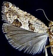 Phaneta apacheana