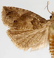 Pelochrista fiskeana