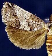 [Grapholitini � New Genus 1] saltitans