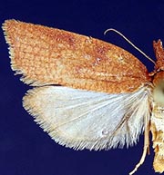 Sparganothis boweri