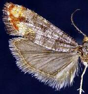Rhyacionia spp.