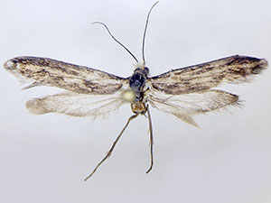 Prodoxus pallida