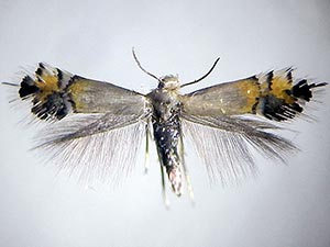 Coptodisca ostryaefoliella