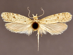 Amydria confusella
