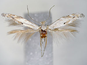 Bucculatrix salutatoria