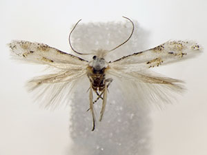Bucculatrix sphaeralceae