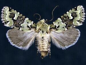 Lacinipolia viridifera