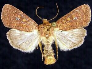 Homorthodes lindseyi