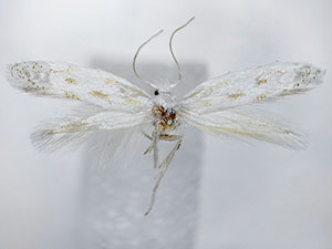 Elachista dasycara
