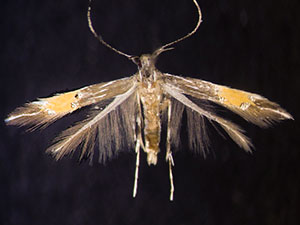 Cosmopterix magophila