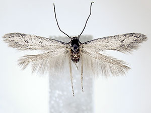 Teladoma murina