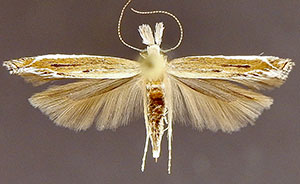 Isophrictis magnella