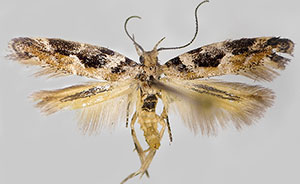 Aristotelia eupatoriella