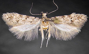 Pseudotelphusa incana