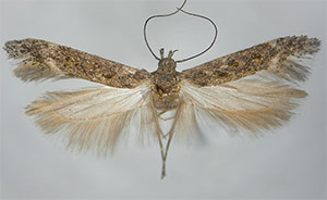 Gnorimoschema alaskense