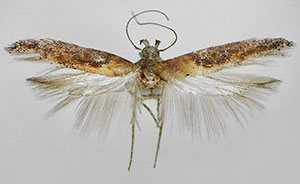Gnorimoschema ferrugineum