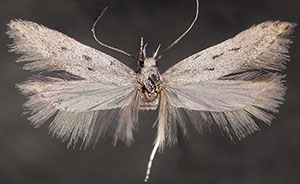 Scrobipalpopsis petrella