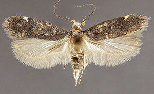 Chionodes hapsus