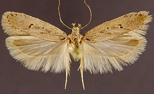 Filatima tridentata