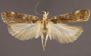Aroga leucanieella