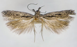 Aroga trilineella