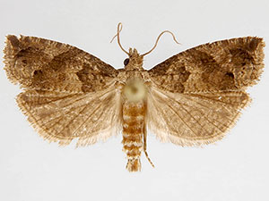 Pelochrista fiskeana