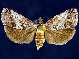 [Grapholitini � New Genus 1] saltitans