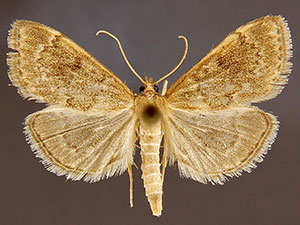 Anania fuscalis