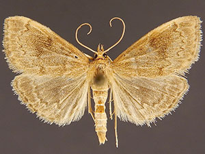 Anania fuscalis