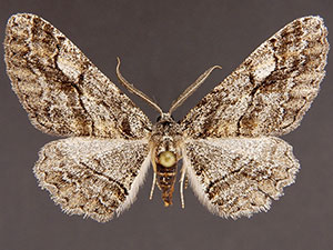 Stenoporpia badia