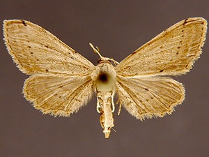 Euacidalia brownsvillea