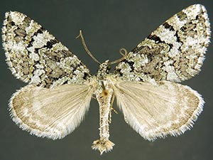 Ersephila grandipennis