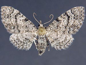Eupithecia ornata