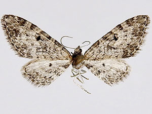 Eupithecia segregata